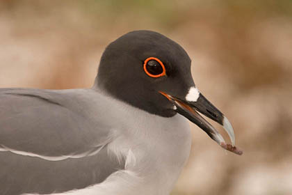 Swallow-tailed Gull Photo @ Kiwifoto.com