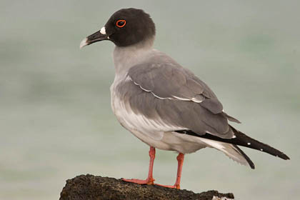Swallow-tailed Gull Picture @ Kiwifoto.com