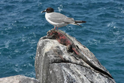 Swallow-tailed Gull Image @ Kiwifoto.com