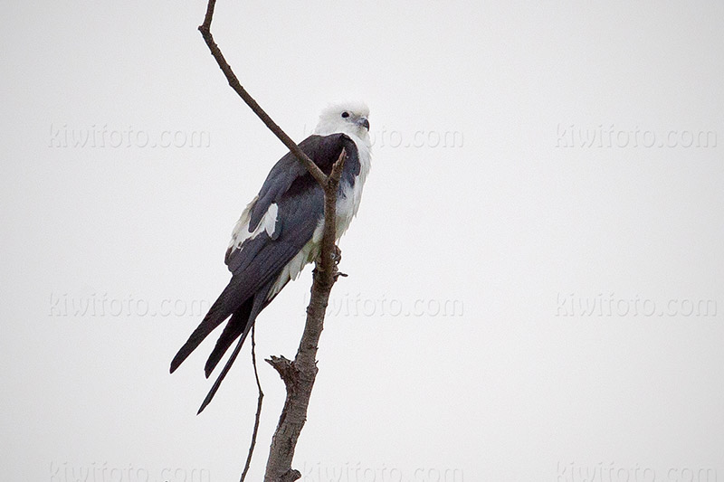 Swallow-tailed Kite Photo @ Kiwifoto.com