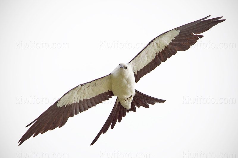 Swallow-tailed Kite Picture @ Kiwifoto.com