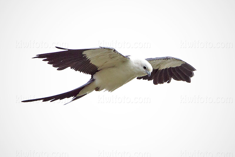 Swallow-tailed Kite Picture @ Kiwifoto.com