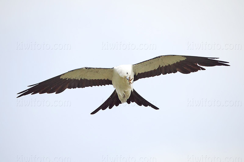 Swallow-tailed Kite Picture @ Kiwifoto.com