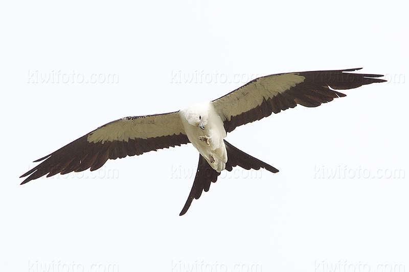 Swallow-tailed Kite Picture @ Kiwifoto.com