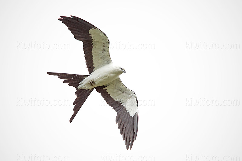 Swallow-tailed Kite Image @ Kiwifoto.com