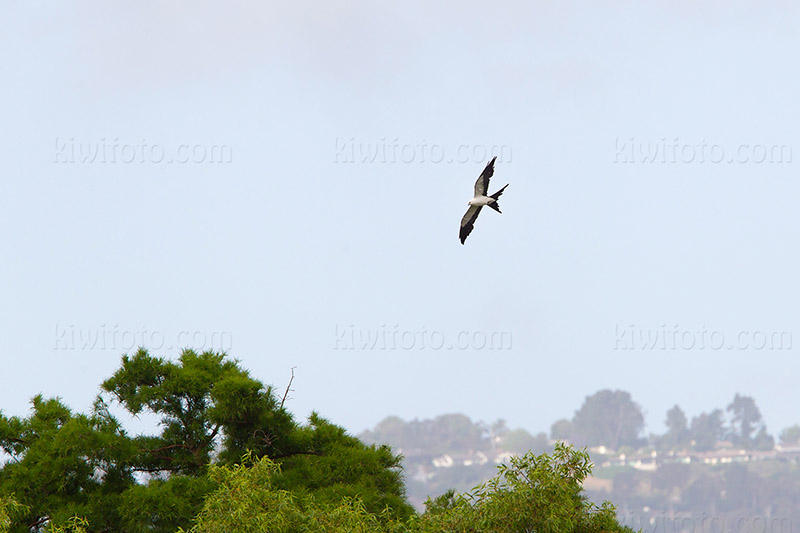 Swallow-tailed Kite Picture @ Kiwifoto.com