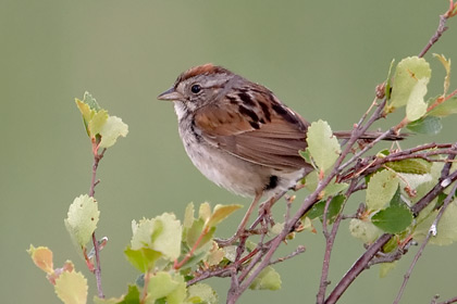 Swamp Sparrow Photo @ Kiwifoto.com