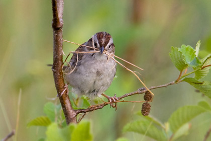 Swamp Sparrow Photo @ Kiwifoto.com