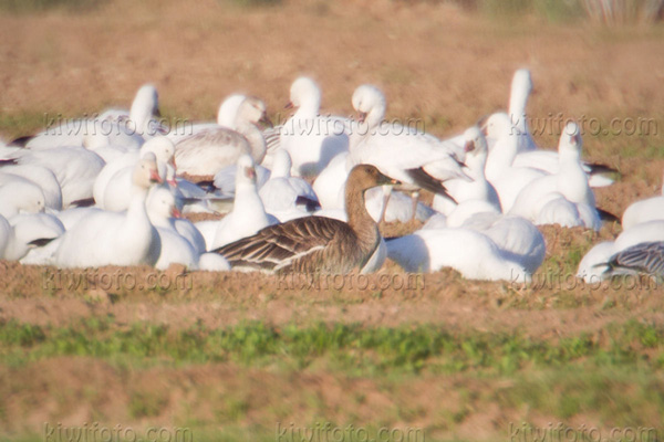 Taiga Bean-Goose