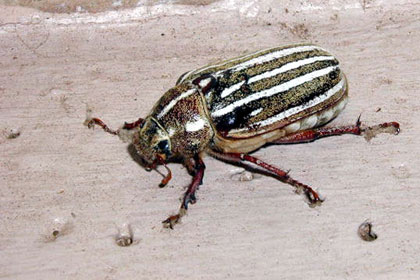 Ten-lined June Beetle Image @ Kiwifoto.com
