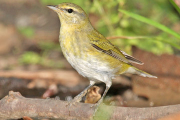 Tennessee Warbler Picture @ Kiwifoto.com