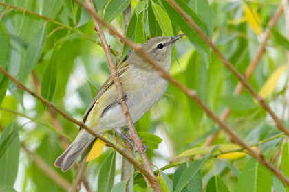 Tennessee Warbler Picture @ Kiwifoto.com