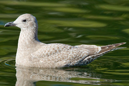 Thayer's Gull Photo @ Kiwifoto.com