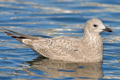 Thayer's Gull Photo @ Kiwifoto.com