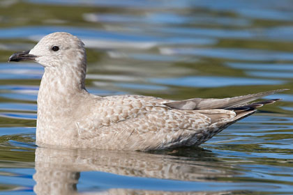 Thayer's Gull Image @ Kiwifoto.com