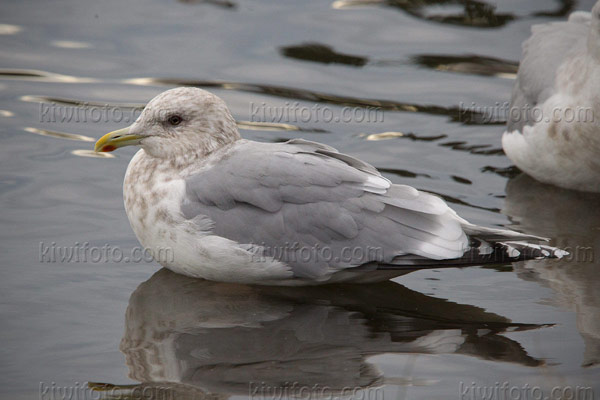 Thayer's Gull Picture @ Kiwifoto.com