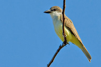 Thick-billed Kingbird Image @ Kiwifoto.com