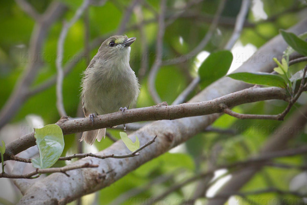 Thick-billed Vireo Picture @ Kiwifoto.com