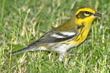 Townsend's Warbler Image @ Kiwifoto.com