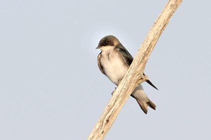 Tree Swallow Photo @ Kiwifoto.com