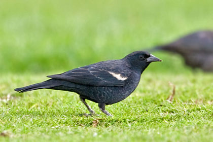 Tricolored Blackbird Image @ Kiwifoto.com