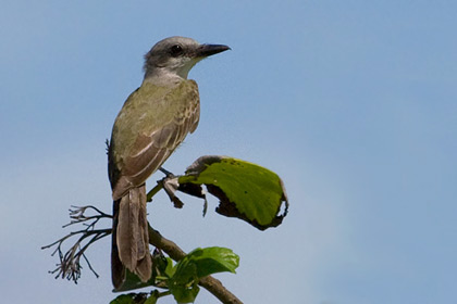 Tropical Kingbird Image @ Kiwifoto.com