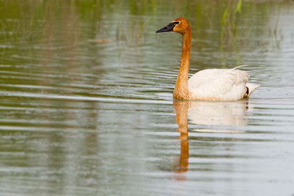 Trumpeter Swan Photo @ Kiwifoto.com