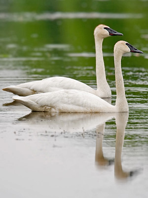Trumpeter Swan Picture @ Kiwifoto.com