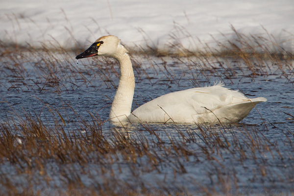 Tundra Swan Photo @ Kiwifoto.com