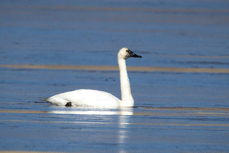 Tundra Swan Picture @ Kiwifoto.com