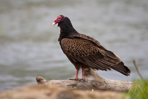 Turkey Vulture Image @ Kiwifoto.com