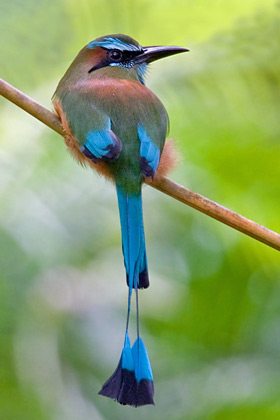 Turquoise-browed Motmot Image @ Kiwifoto.com