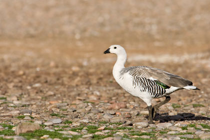 Upland Goose Picture @ Kiwifoto.com