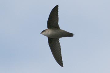 Vaux's Swift Picture @ Kiwifoto.com