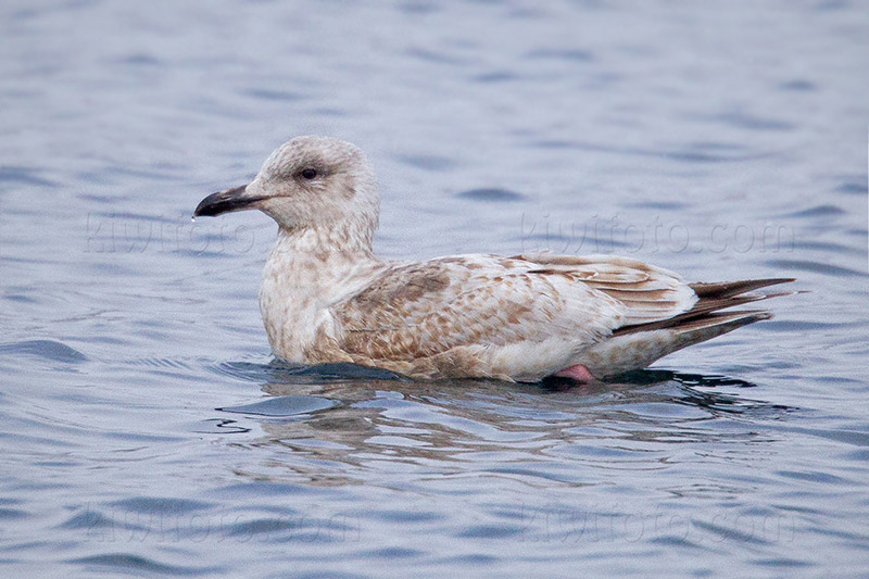 Vega Gull Image @ Kiwifoto.com