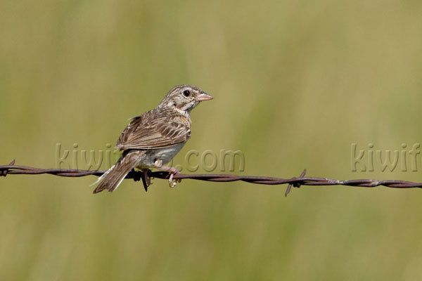 Vesper Sparrow Image @ Kiwifoto.com