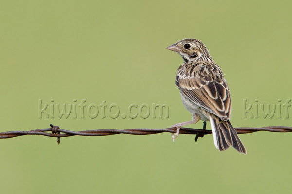 Vesper Sparrow Photo @ Kiwifoto.com