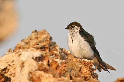 Violet-green Swallow Picture @ Kiwifoto.com