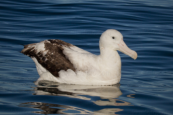 Wandering Albatross Picture @ Kiwifoto.com