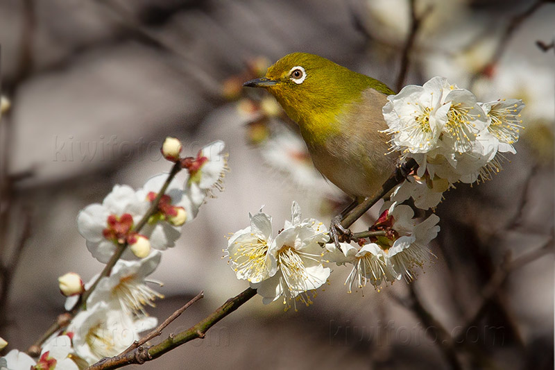 Warbling White-eye @ Toyama Park, Shinjuku, Tokyo, Japan