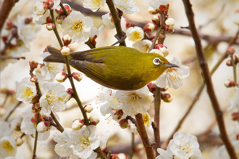 Warbling White-eye Photo @ Kiwifoto.com