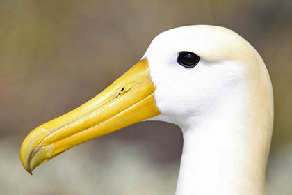 Waved Albatross Image @ Kiwifoto.com