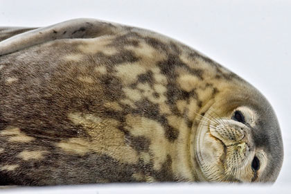Weddell Seal Photo @ Kiwifoto.com