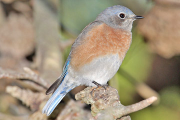 Western Bluebird Photo @ Kiwifoto.com