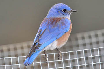 Western Bluebird Photo @ Kiwifoto.com