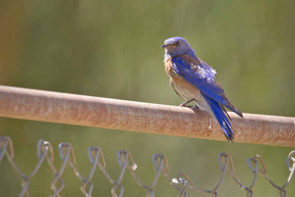 Western Bluebird Picture @ Kiwifoto.com