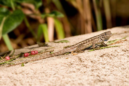 Western Fence Lizard Photo @ Kiwifoto.com