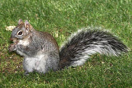 Western Gray Squirrel (Arizona subspecies)