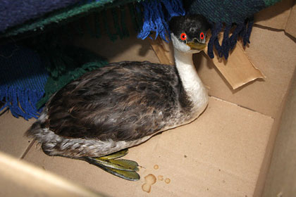 Western Grebe