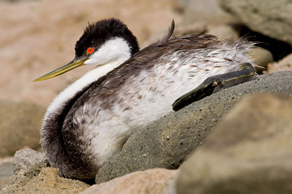 Western Grebe (injured)